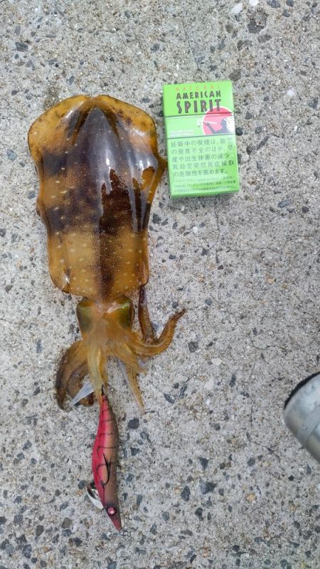 秋イカサイズゲット