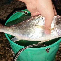 イシモチ釣れてます