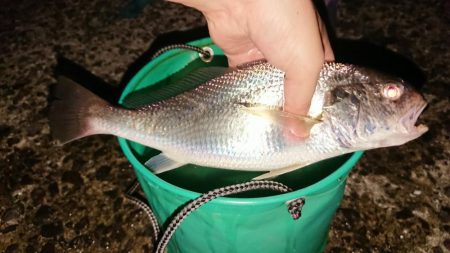 イシモチ釣れてます