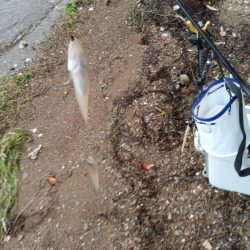 青戸入江でキス釣り