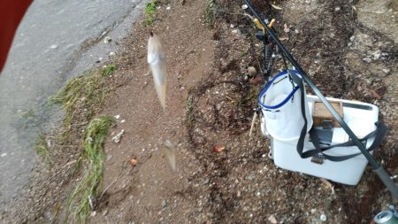 青戸入江でキス釣り