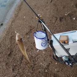 青戸入江でキス釣り