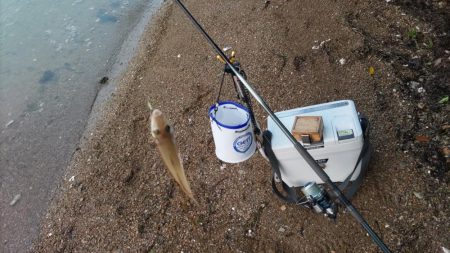 青戸入江でキス釣り