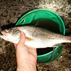 イシモチがグゥー