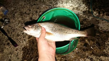 イシモチがグゥー