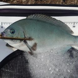 須江の沖磯で尾長狙い!