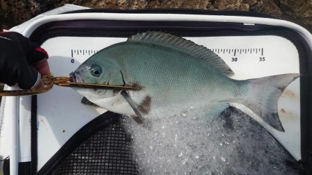 須江の沖磯で尾長狙い!