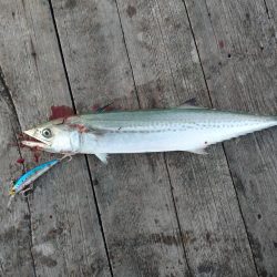 筏ショアジギングでサゴシ