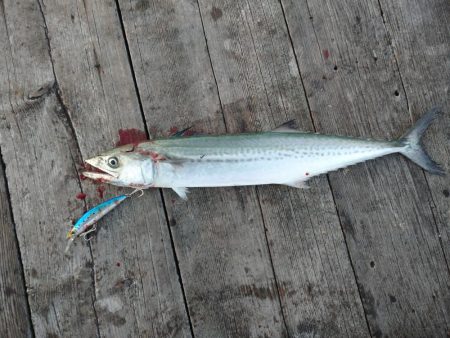 筏ショアジギングでサゴシ