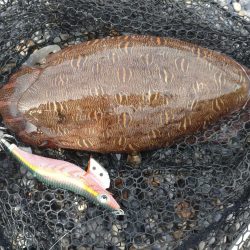 モンゴウイカとアオリイカ