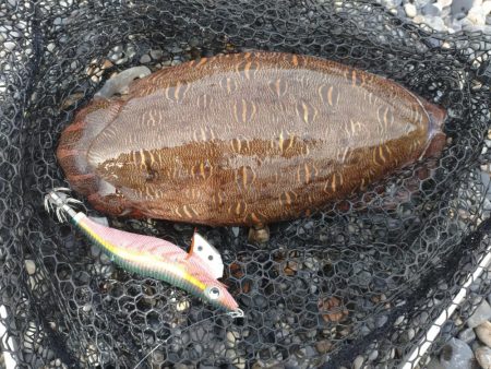 モンゴウイカとアオリイカ