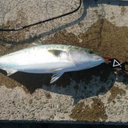 戸惑いのソロランディング