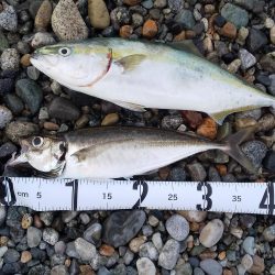 イワシパターン