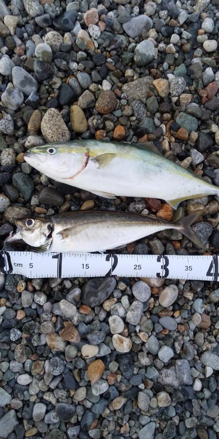 イワシパターン