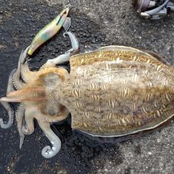 久しぶりのエギング