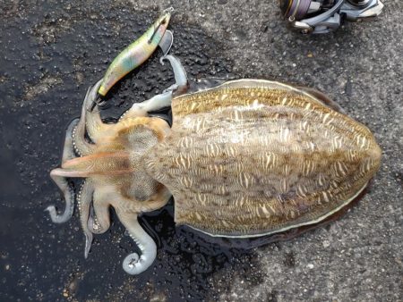 久しぶりのｴｷﾞﾝｸﾞ