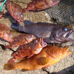 久しぶりのキジハタ