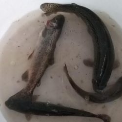 有馬ます池でその日最大サイズゲット!