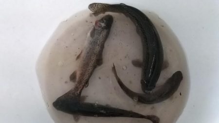 有馬ます池でその日最大サイズゲット!