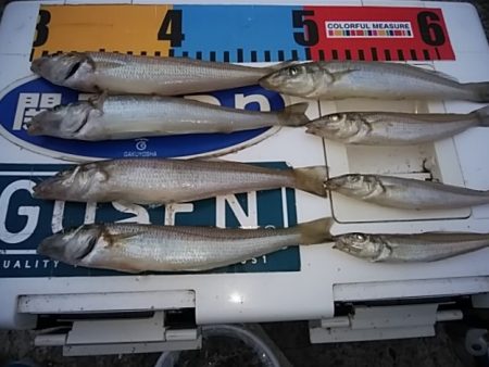 朝一の活性が良かったようです