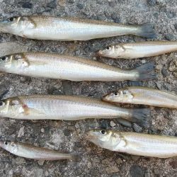 今日は買い物待ち釣行です