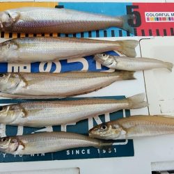 今日も赤灯台のキス調査