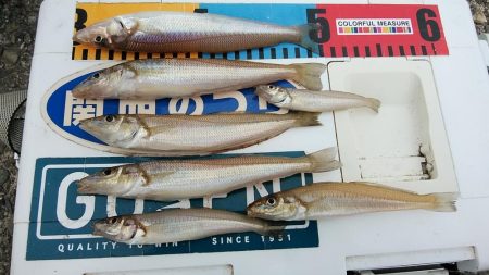 今日も赤灯台のキス調査