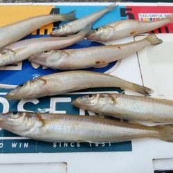 良型キスが釣れ始めました