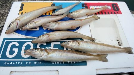 良型キスが釣れ始めました