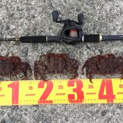 穴釣りでショウジンガニ祭り!