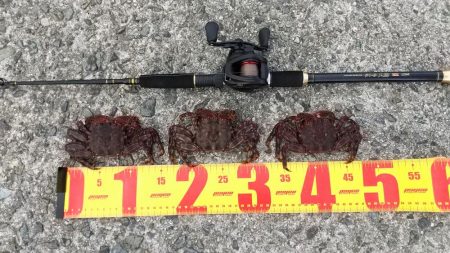 穴釣りでショウジンガニ祭り!