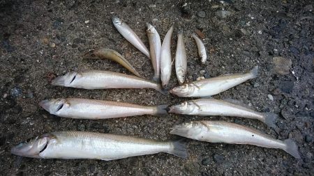 播磨新島５連投