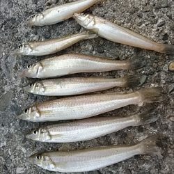 午後から播磨新島のキス調査