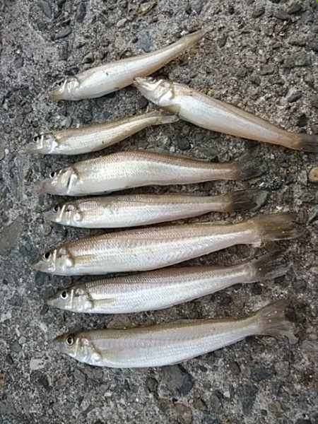 午後から播磨新島のキス調査