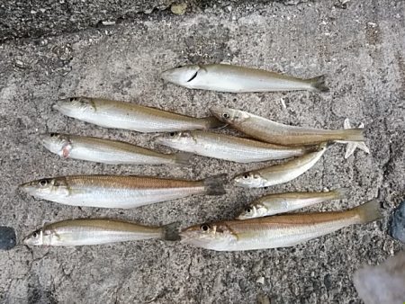 今シーズン１９回目の播磨新島釣行