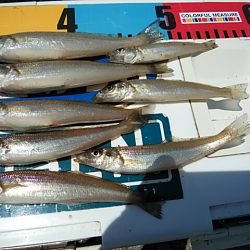 今日も潮の動きが悪い