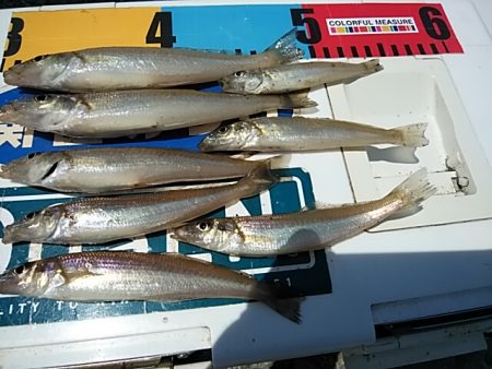 今日も潮の動きが悪い