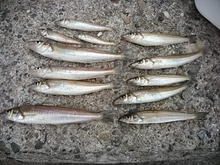 良型キスが釣れf始めました