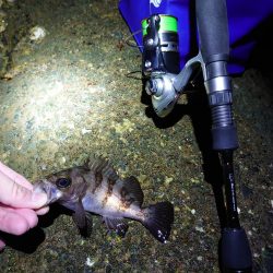 サクッとメバリング