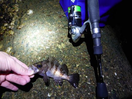 サクッとメバリング