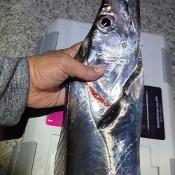 ドラゴン狙いでチャレンジ遠征。