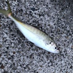 朝マヅメ　アジング