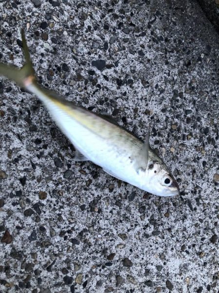 朝マヅメ　アジング