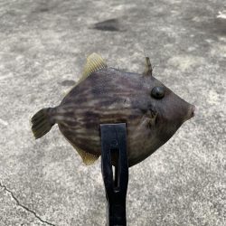 キス釣り中の来客