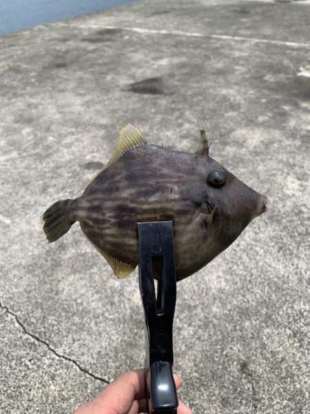 キス釣り中の来客