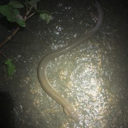 サイズダウン/数アップ