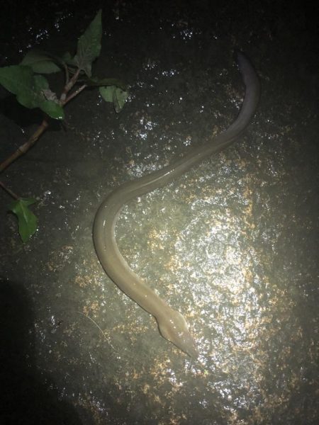 サイズダウン/数アップ