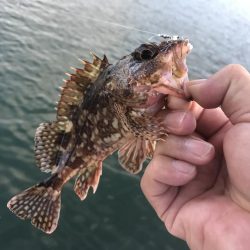 久々ガッシー！