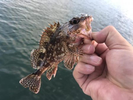 久々ガッシー！