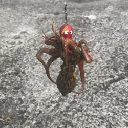 南港オカッパリのタコ好調！